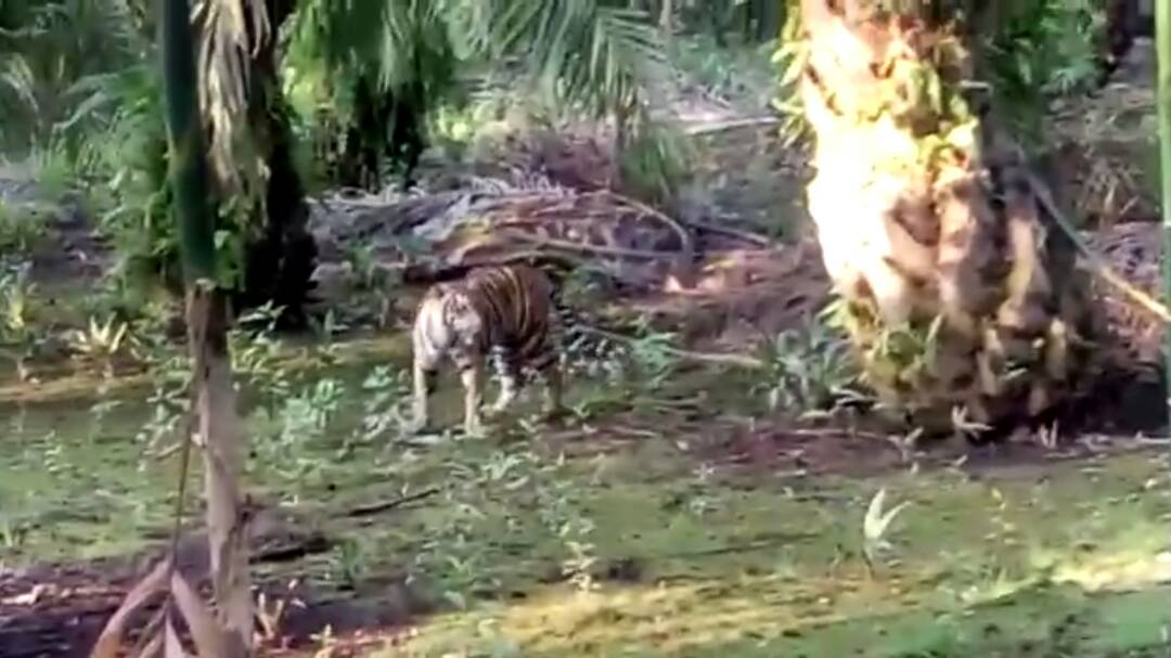 Warga Inhil ini Mengaku Dicakar Harimau yang Berkeliaran