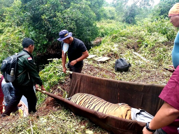 Diperkirakan Terjerat 3 Hari, Seekor Harimau Sumatera Berhasil Diselamatkan