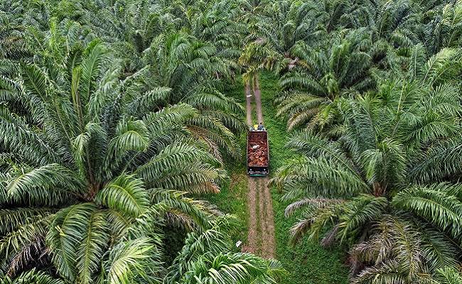 Riau Selesaikan Perhitungan Terkini Luas Perkebunan Kelapa Sawit