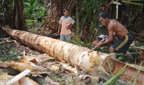BI Riau Ikut Upayakan Pengembangan Produk Sagu Di Meranti