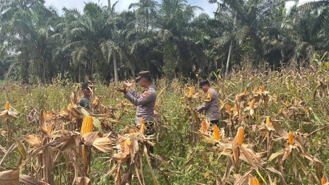 Jelang Panen, Polsek Sabak Auh Pantau Tanaman Jagung Program Ketahanan Pangan Asta Cita