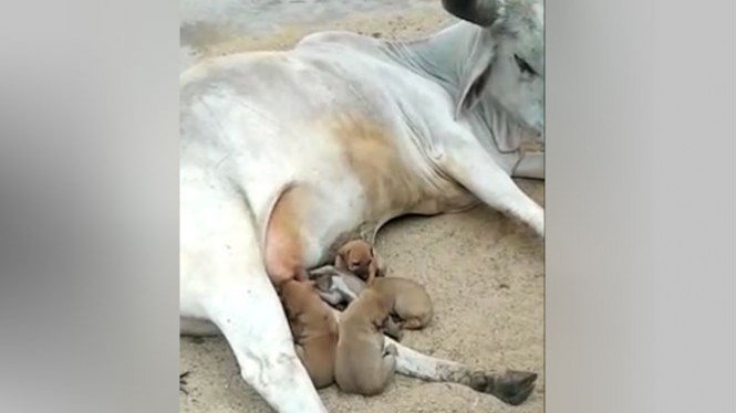 Anak-anak Anjing yang Tak Punya Induk Ini Diadopsi Seekor Sapi