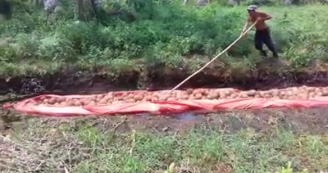 Parit Dangkal, Begini Cara Petani Inhil Bawa Hasil Perkebunan Kelapa