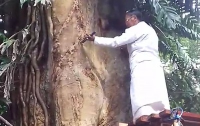 Mistis! Pohon Pule yang Menimpa Ida Pedanda Hingga Tewas Ikut Menangis