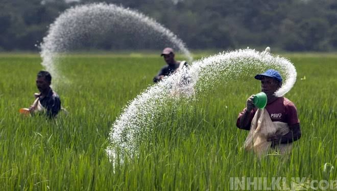 Pupuk Subsidi Kembali Langka, Petani Harapkan Dinas Pertanian Sergai Bertindak 