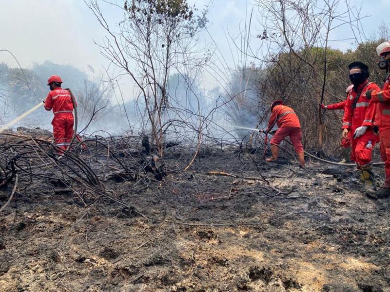 Wakil Menteri LHK Dorong Pemda Tetapkan Status Siaga Darurat Karhutla