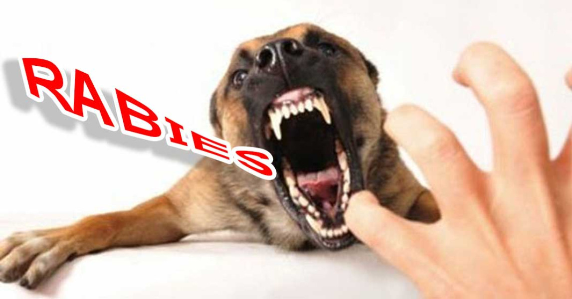 Kadinkes Inhil Ajak Masyarakat Kenali Gejala dan Penanganan Pertama Jika Terkena Hewan Rabies