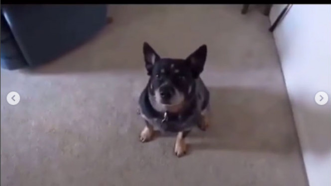 Aksi Anjing yang Berdoa Sebelum Makan ini Tuai Pujian dari Warganet