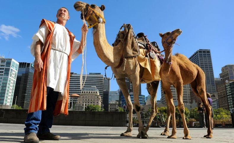 Australia akan Bunuh 10.000 Unta dengan Ditembak dari Udara, Ini Alasannya