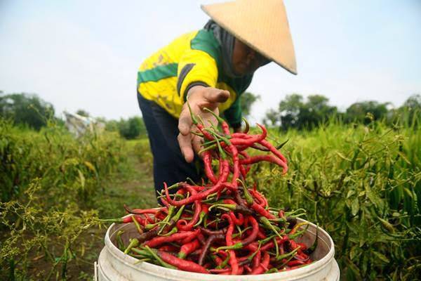 BPS Catat Kenaikan NTP Riau di Bulan Januari 2024