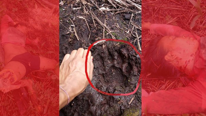 BBKSDA Riau Temukan Jejak Harimau Pemangsa Karyawati di Pelangiran