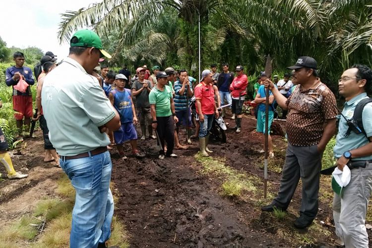 Harimau Bonita Muncul Lagi, Warga Diminta Kenakan Topeng Saat Bekerja Di Kebun