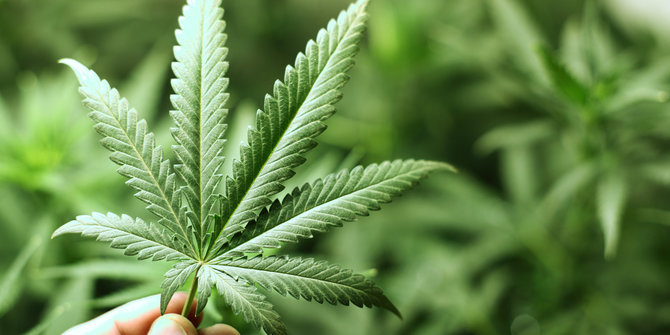 Rekam Saat Mencekoki Balitanya Ganja, Seorang Ibu Ditangkap