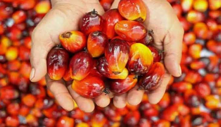 Harga TBS Kelapa Sawit Naik Rp50,16 per Kg