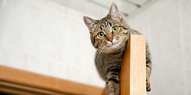 Bukan Paranormal, Ini 5 Kejadian yang Bisa Diprediksi oleh Kucing