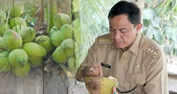 Diyakini Miliki Khasiat, Warga Inhil Diajak Konsumsi Kelapa Muda Secara Rutin
