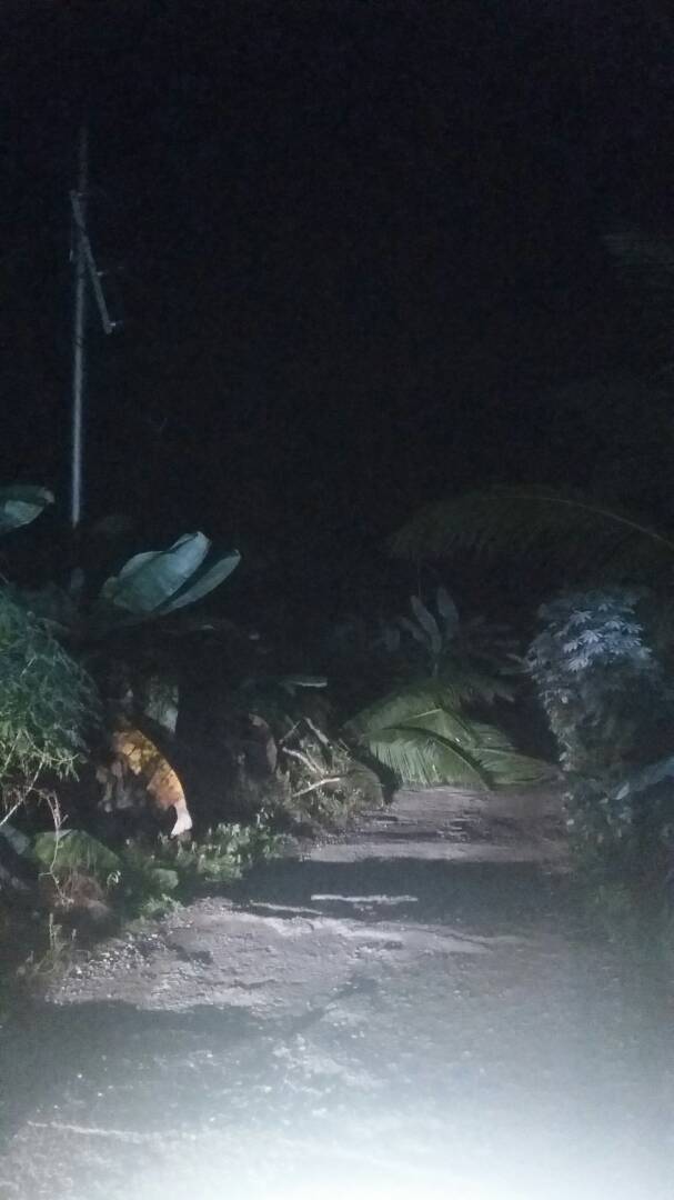 Jaringan Tertimpa Pohon, Warga Teluk Pinang dan Lahang Sahur Gelap-gelapan