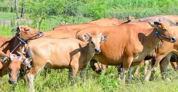 DPTPHP Inhil Target 'Buntingkan' 2000 Ekor Sapi