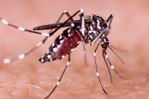 1.742 Warga Riau Terserang DBD, 15 Meninggal