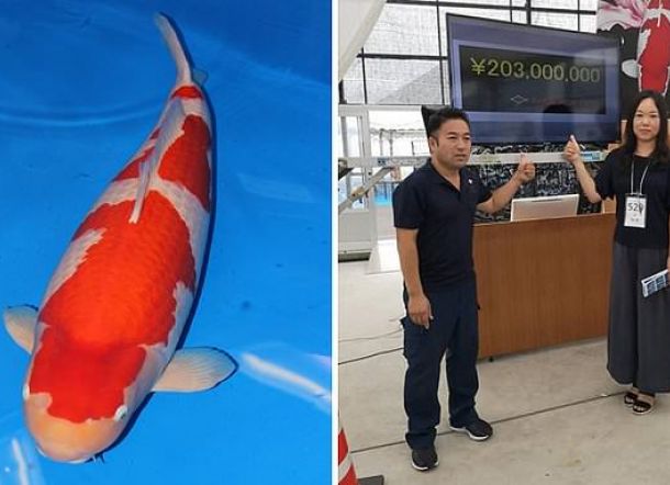 Ikan Hidup Termahal di Dunia Terjual Seharga 26,8 Miliar