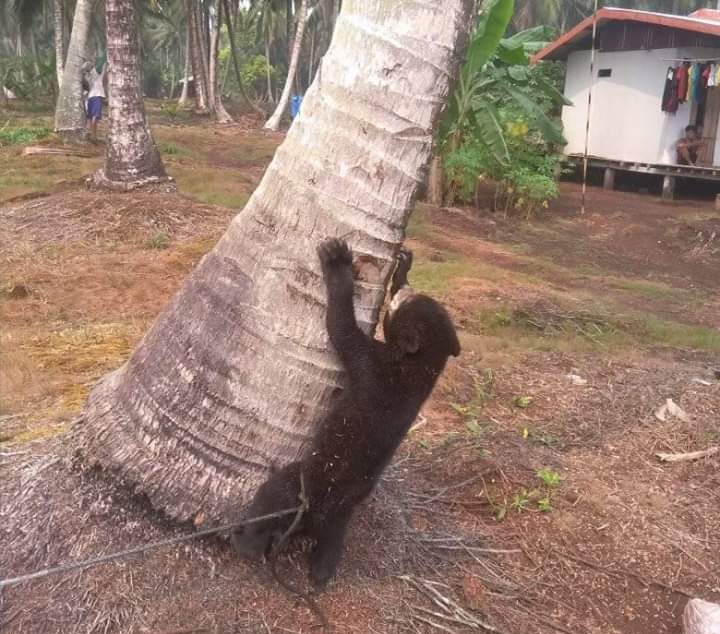 Akibat Karhutla, Seekor Beruang Madu Masuk Perkampungan Warga di Inhil