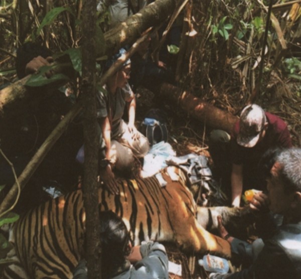 Seekor Harimau Sumatera Terancam Diamputasi Usai Terjerat 3 Hari