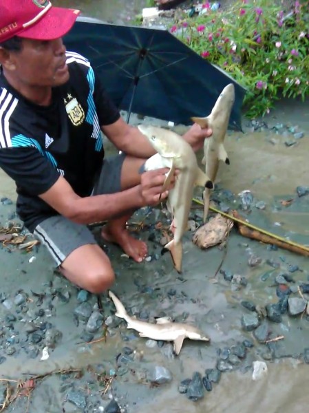 Heboh, Masyarakat Temukan Hiu Saat Banjir Sentani