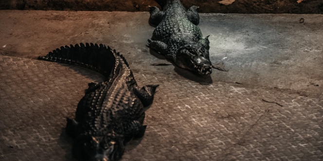 Warga Geger!!! Tengah Malam Kedatangan Mahluk Tak Diundang