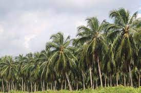 Disbun Riau: Kebun Kelapa Masyarakat di Inhil dan Pelalawan Akan Direplanting Tahun Ini