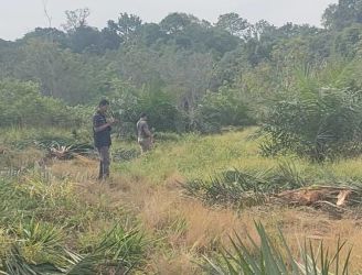 Warga Kampar Resah, Gajah Liar Rusak Kebun dan Masuk Perkampungan