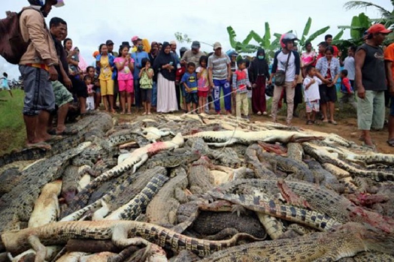 Foto-foto Warga Bantai 292 Ekor Buaya di Sorong