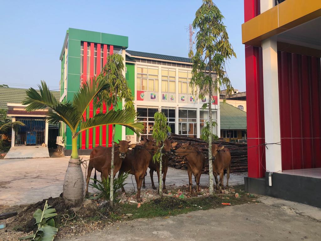 Idul Adha 1440 H, Dinkes Inhil Potong Hewan Qurban 5 Ekor Sapi