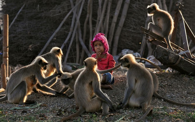 Berteman dengan Puluhan Lutung, Balita Ini Dijuluki Mowgli dari India
