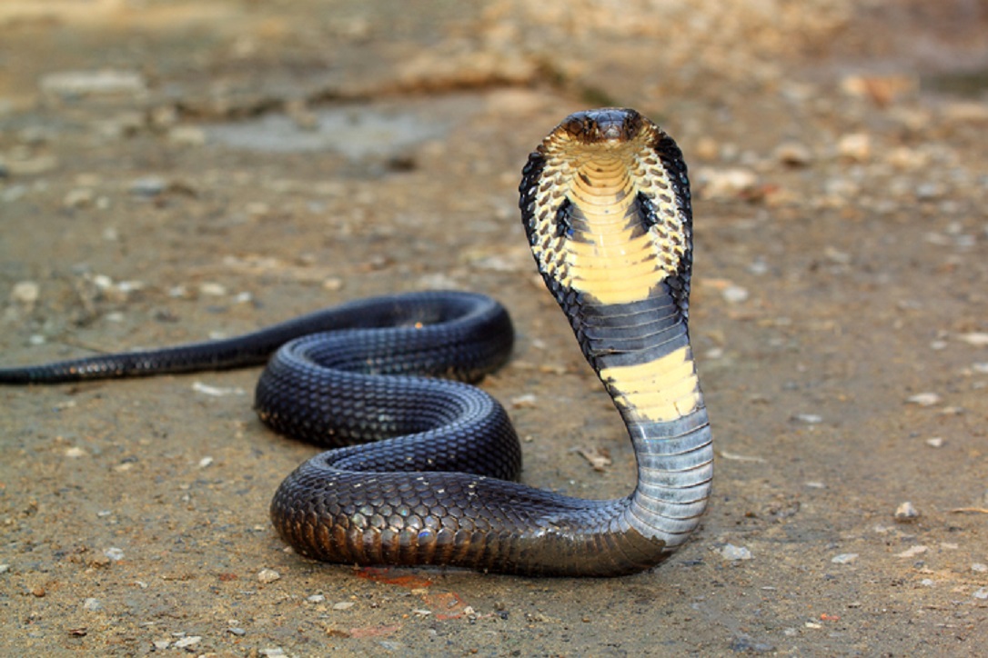 Pertolongan pertama digigit ular kobra