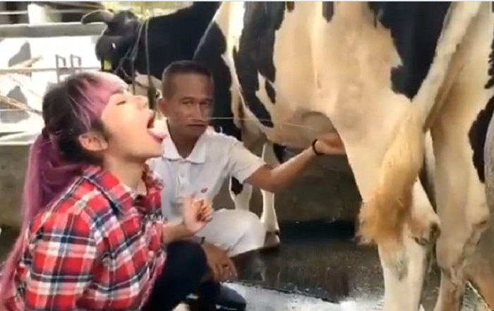 Dinar Candy Minum Susu Langsung dari Sapi, Ketahui Risikonya