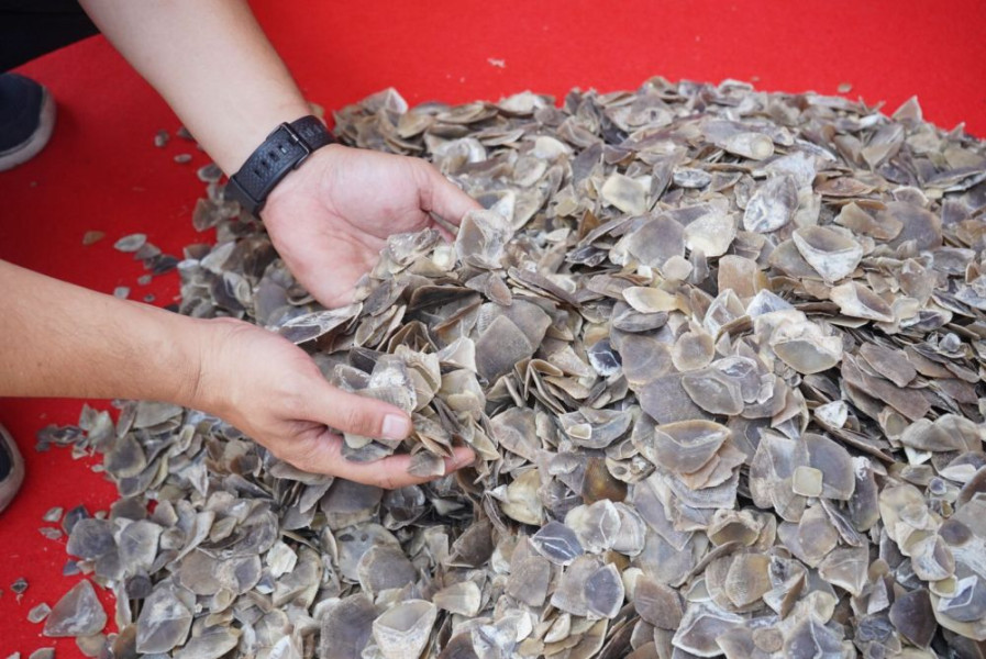 Kulit Tenggiling 41 Kilogram Gagal Dijual, Nilainya Rp40 Juta di Luar Negeri