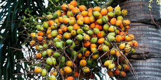 Naik Tipis, Harga Pinang Kering di Riau Jadi Rp5.780per Kg