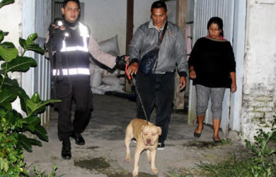 Kasus Kakek Tewas Diserang Dua Anjing Pitbull Terkuak, Ternyata Ini Sebabnya