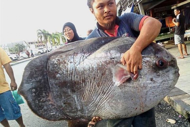 Seorang Nelayan Berhasil Menangkap Seekor Ikan Langka Raksasa