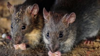 Tikus Gerogoti Uang di ATM, Hampir Rp250 Juta Terkoyak