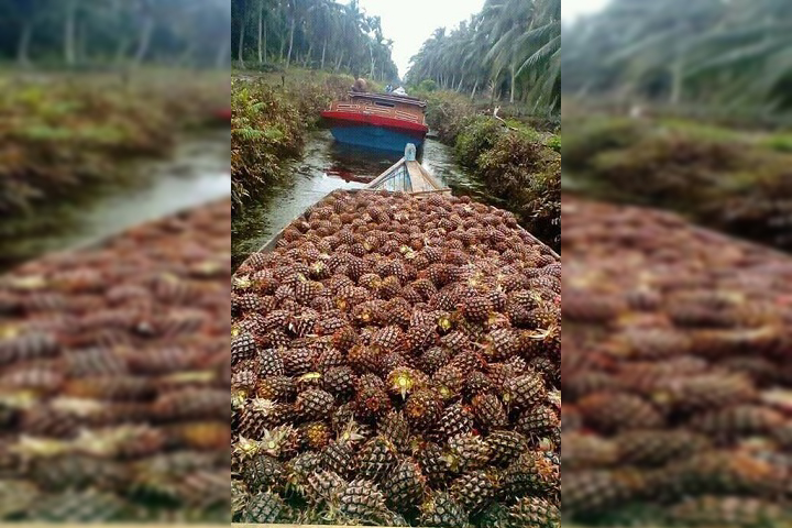 Tongkang Nenas Nyangkut Dikanal di Pulau Burung