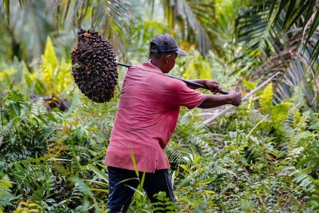 Tandan Buah Segar Sawit Kembali Naik Rp27.72 per Kg