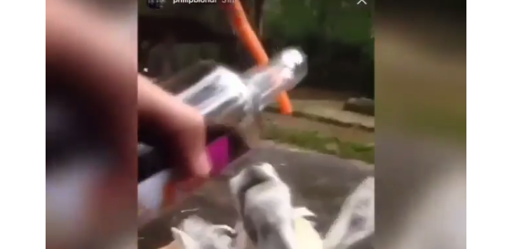 VIRAL! Ini Video Pengunjung Cekoki Binatang di Taman Safari dengan Miras