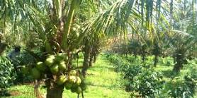 Penyelamatan Kebun Kelapa Era Bupati Wardan Dinilai Berhasil, Gubri Sebut Kelapa Menjadi Pendorong Pertumbuhan Ekonomi Inhil