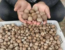 Pinang Kering di Riau Minggu Ini Dihargai Rp4.100 per Kg