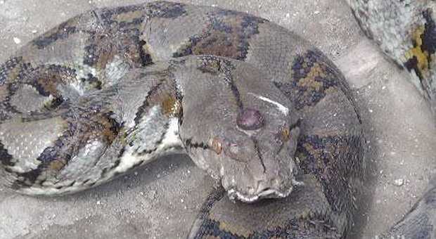 Ular Misterius Bermahkota Akik Yang Berhasil Ditangkap