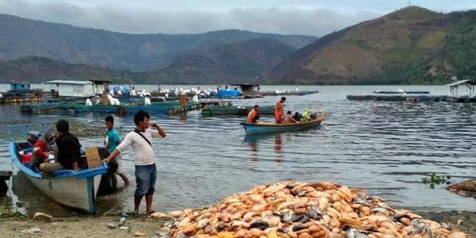 Ikan dari ratusan keramba di Danau Toba tiba-tiba mati
