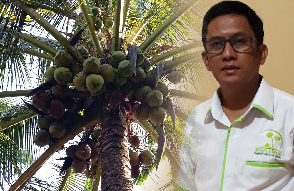 Atasi Kerisis Harga Kelapa di Inhil, Perpekindo Tawarkan Beberapa Kebijakan Strategis