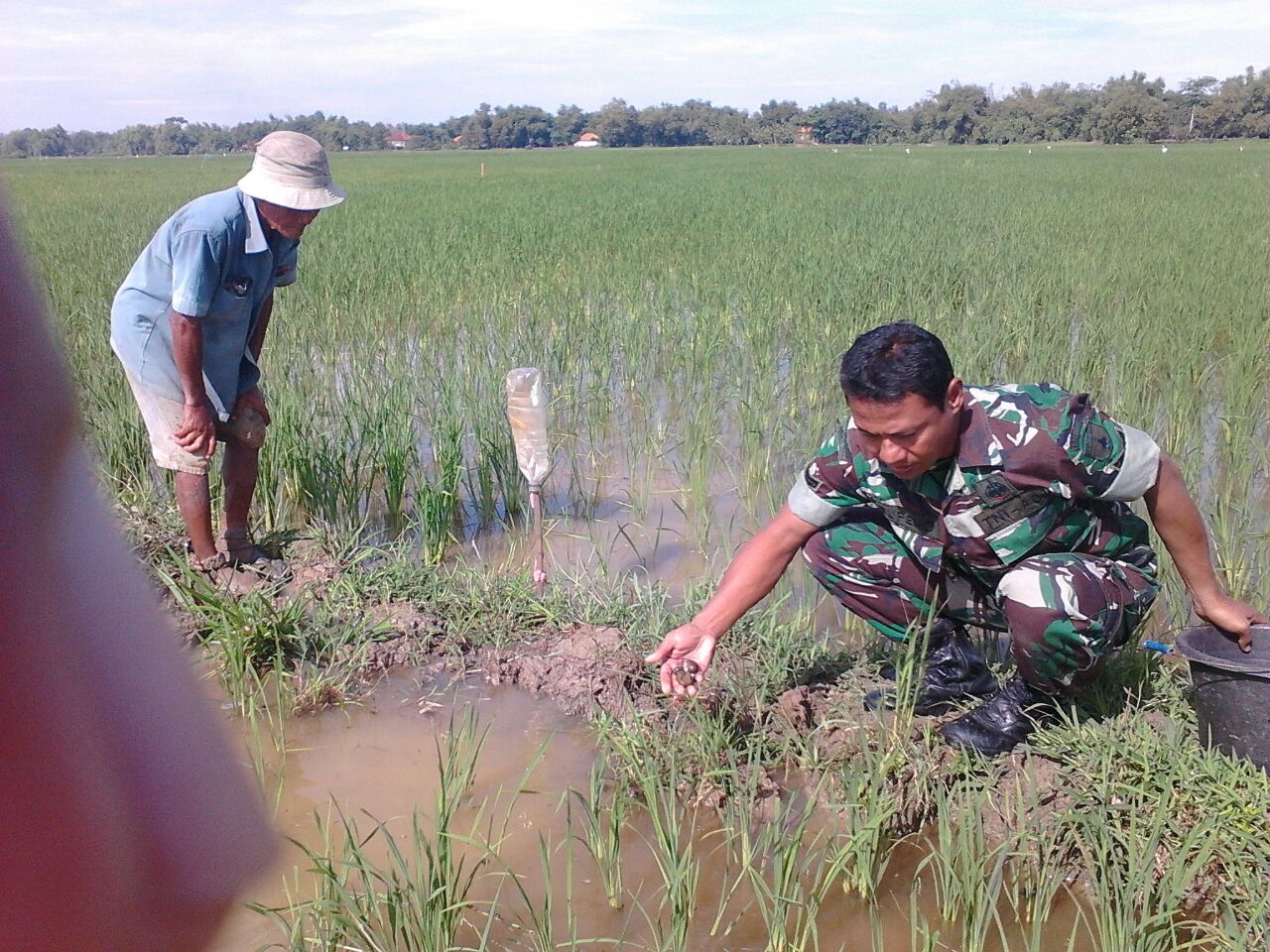 Serangan Hama Keong di Inhil, Petani Lakukan Pemberantasan Secara Manual