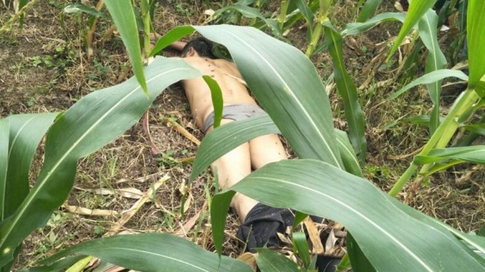 Selingkuhi Istri Orang, Sopir Travel Dibunuh dan Mayatnya Dibuang di Kebun Jagung